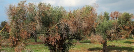 Nuovi provvedimenti per il comparto olivicolo pugliese