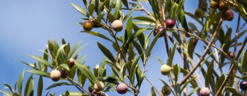 Conservazione della biodiversità: crioterapia e crioconservazione del germoplasma olivicolo italiano