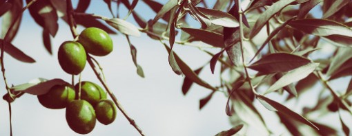 Cosa succede se, per caldo e siccità, l’allungamento dei germogli dell’olivo si è fermato precocemente?