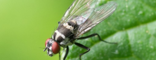 Bactrocera oleae, la nemica dell’olivo