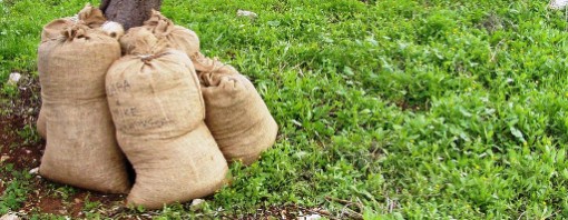 Scavallatrici sì, scavallatrici no