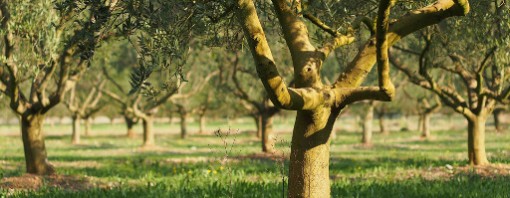 Quale sarà il futuro dell’olivo a partire dai cambiamenti climatici in atto?