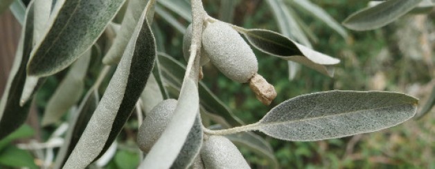 L’olivo selvatico è immune alla Xylella. Nuova possibilità.