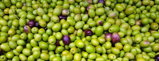 C’è un momento esatto per far partire la raccolta delle olive? Sì!