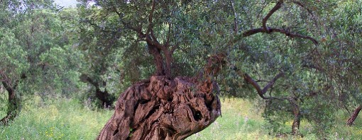 Grande dinamismo dell’industria olearia italiana in campo agricolo e produttivo: tattica o strategia?