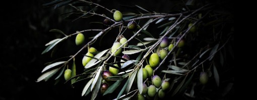 Difendere l’extravergine: nuovo grido d’allarme della Coldiretti