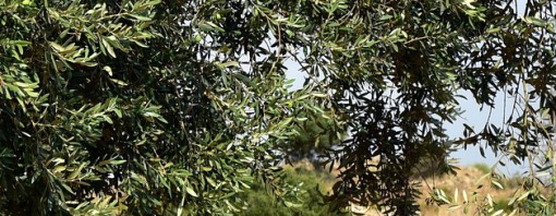 Camminata tra gli olivi, II edizione ad ottobre